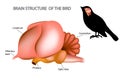 The Brain of Birds. Royalty Free Stock Photo