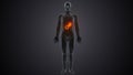 male human body stomach anatomy system. 3d illustration