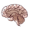 Brain, cerebrum, encephalon in section anatomical hand drawn icon. Brainstorming, mind.