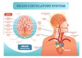 Brain circulatory system anatomical vector illustration diagram. Human brain blood vessel network scheme. Royalty Free Stock Photo