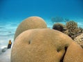 Brain Coral Royalty Free Stock Photo