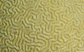 Brain coral Royalty Free Stock Photo