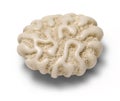 Brain Coral Royalty Free Stock Photo