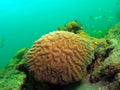 Brain Coral Royalty Free Stock Photo