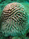 Brain Coral Royalty Free Stock Photo