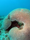 Brain Coral Royalty Free Stock Photo