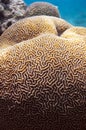 Brain coral Royalty Free Stock Photo