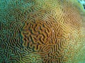 Brain Coral Royalty Free Stock Photo