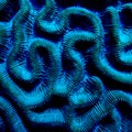 Brain coral, Bonaire Royalty Free Stock Photo