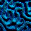 Brain coral, Bonaire