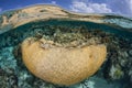 Brain Coral in Caribbean Royalty Free Stock Photo