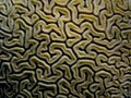 Brain Coral, Caribbean, Puerto Rico