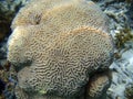 Brain coral close up picture Royalty Free Stock Photo