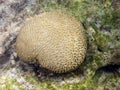 Brain Coral in cuba Royalty Free Stock Photo