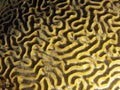 Brain Coral detail Royalty Free Stock Photo