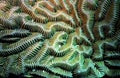 Brain coral detail Royalty Free Stock Photo