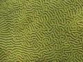 Brain Coral Detail and Texture Royalty Free Stock Photo