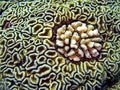 Brain coral, scuba diving in Egypt Royalty Free Stock Photo