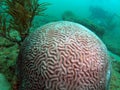 Brain Coral and Diver Royalty Free Stock Photo