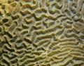 Brain coral Faviidae coral reef Royalty Free Stock Photo