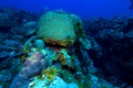 Brain coral (Faviidae) near Cayo Largo, Cuba Royalty Free Stock Photo