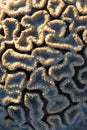 Brain coral, Flavia SP Royalty Free Stock Photo