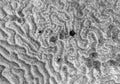 Brain coral pattern