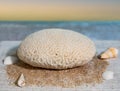 Brain Coral with Sea Shells Royalty Free Stock Photo