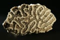 Brain coral stone macro detail closeup