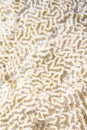 Brain coral texture Royalty Free Stock Photo