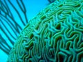 Brain coral underwater