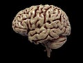 Brain detail in Human anatomy isolated in black background - 3d render Royalty Free Stock Photo