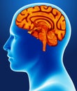 Brain detail Royalty Free Stock Photo