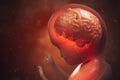 Brain development during pregnancy of unborn baby. 3D rendered illustration