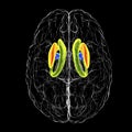 Brain dorsal striatum anatomy, 3D illustration