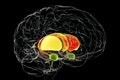 Brain dorsal striatum anatomy, 3D illustration