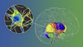 Brain dorsal striatum and its neurons