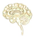 Brain drawing on white