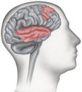 Brain - Dyslexia, Areas Involved Highlighted