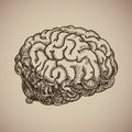 Brain engraving. Human body. Illustration in sketch style.