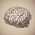 Brain engraving. Pink human body. Illustration in sketch style. Royalty Free Stock Photo