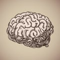 Brain engraving. Pink human body. Vector illustration in sketch style Royalty Free Stock Photo
