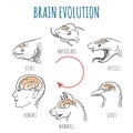 Brain Evolution illustration