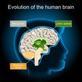 Brain Evolution from reptilian brain, to limbic system and neocortex. triune brain hypothesis Royalty Free Stock Photo