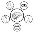 Brain and Five Senses