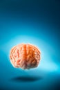 Brain floating on a blue background / selective focus