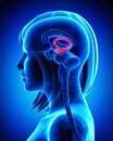 Brain fonix anatomy of female Royalty Free Stock Photo