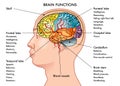 Brain functions chart Royalty Free Stock Photo