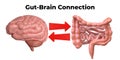 Brain-gut connection. Communication between these organs is important to understand the role of intestinal flora in the emergence