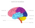 Brain has parts cerebrum, cerebellum, brainstem, and limbic system, each with unique functions